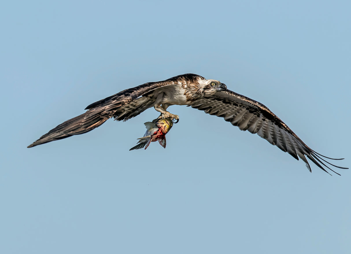 Osprey with prey Poster och Canvastavla