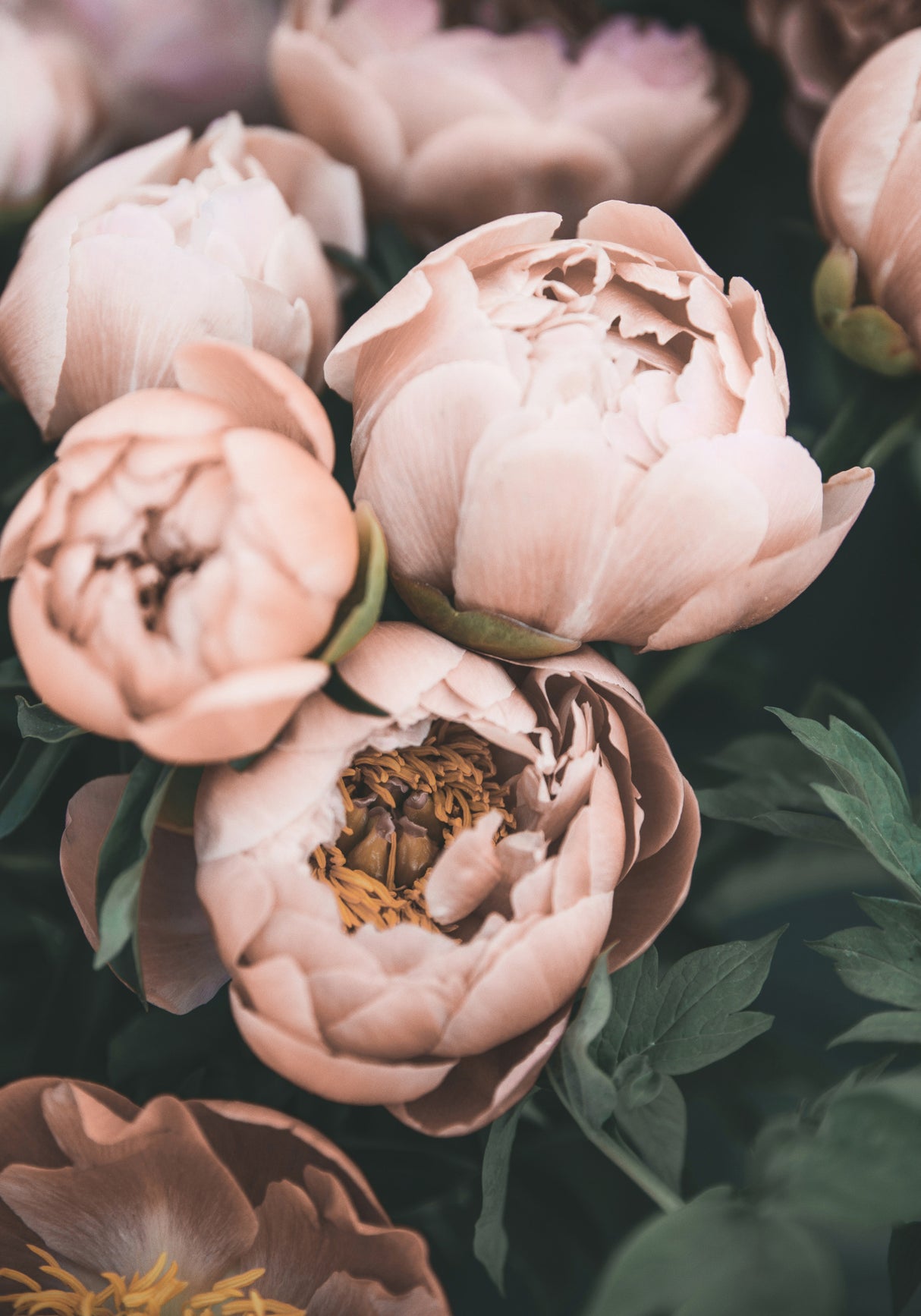 Coral Peonies Poster och Canvastavla