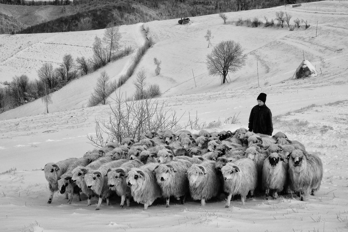 shepherd of Holbav Poster och Canvastavla
