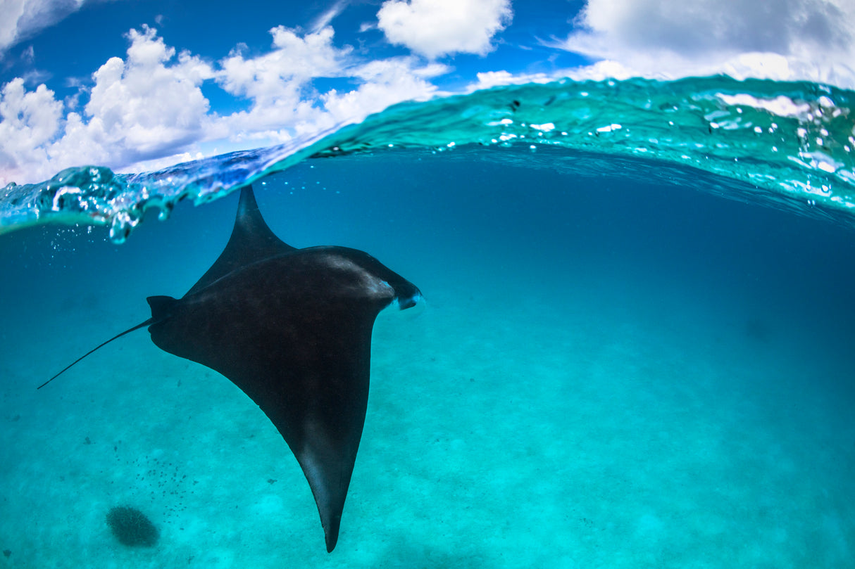 A reef manta ray in Mayotte Poster och Canvastavla
