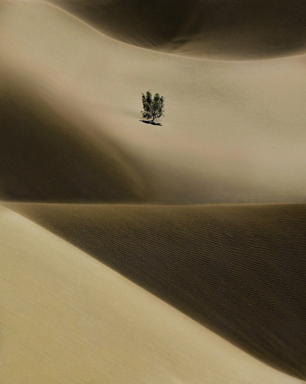 Green Hope Poster och Canvastavla