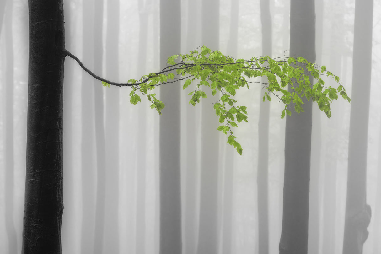 Spring leaves Poster och Canvastavla