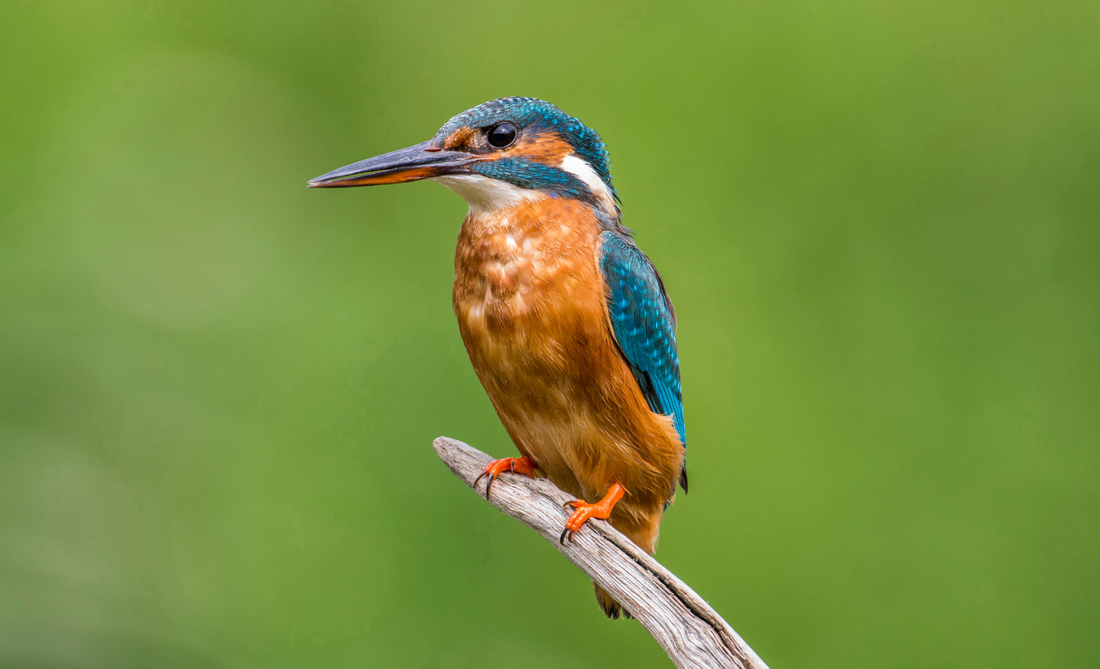 FEMALE KINGFISHER Poster och Canvastavla