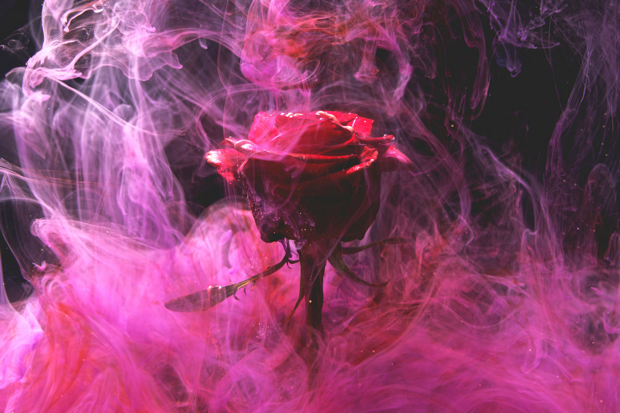 red rose and ink in water Poster och Canvastavla