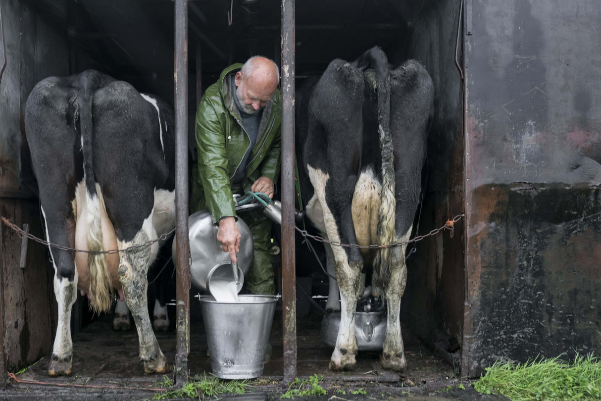 Milking, the old fashioned way, in 2021. Poster och Canvastavla