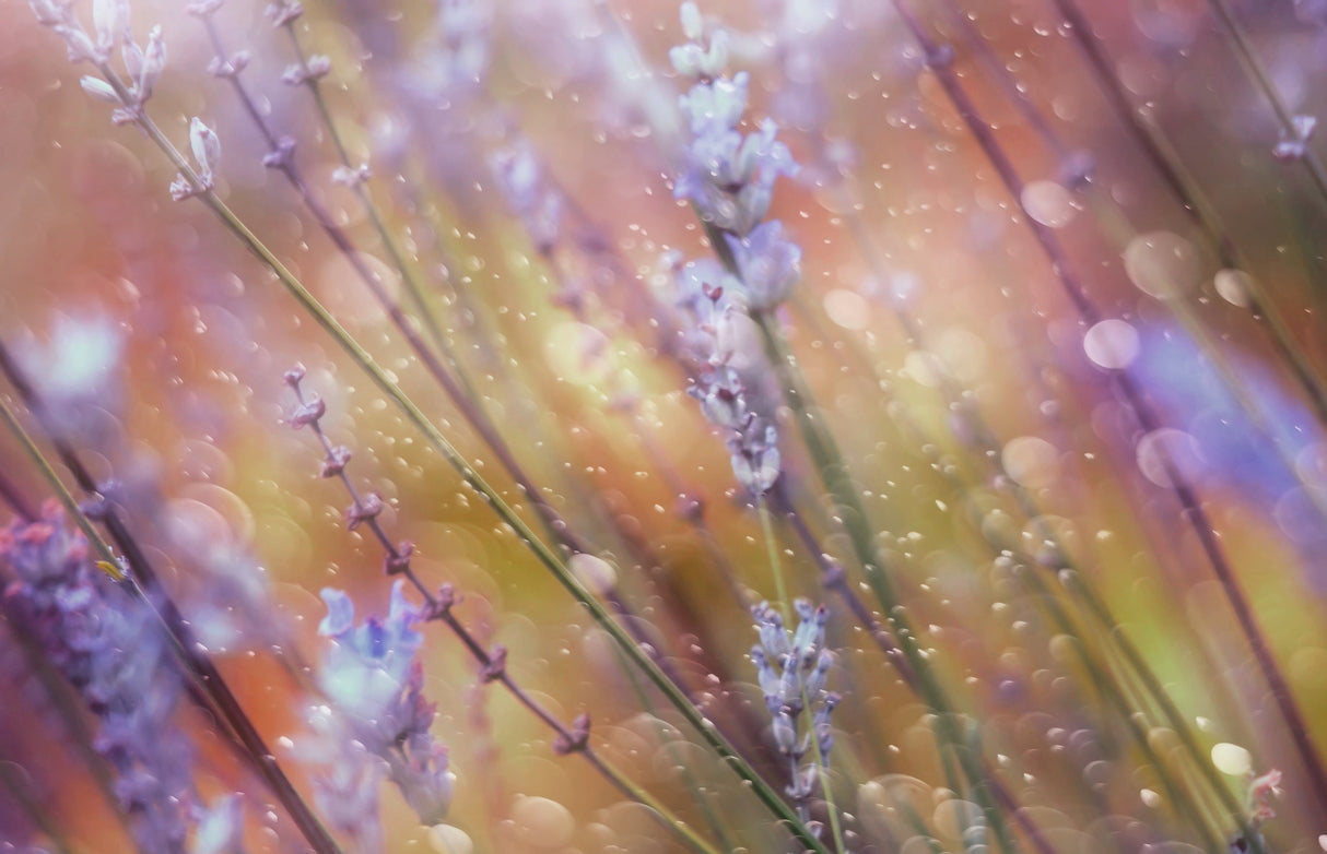 Something Magical Poster och Canvastavla