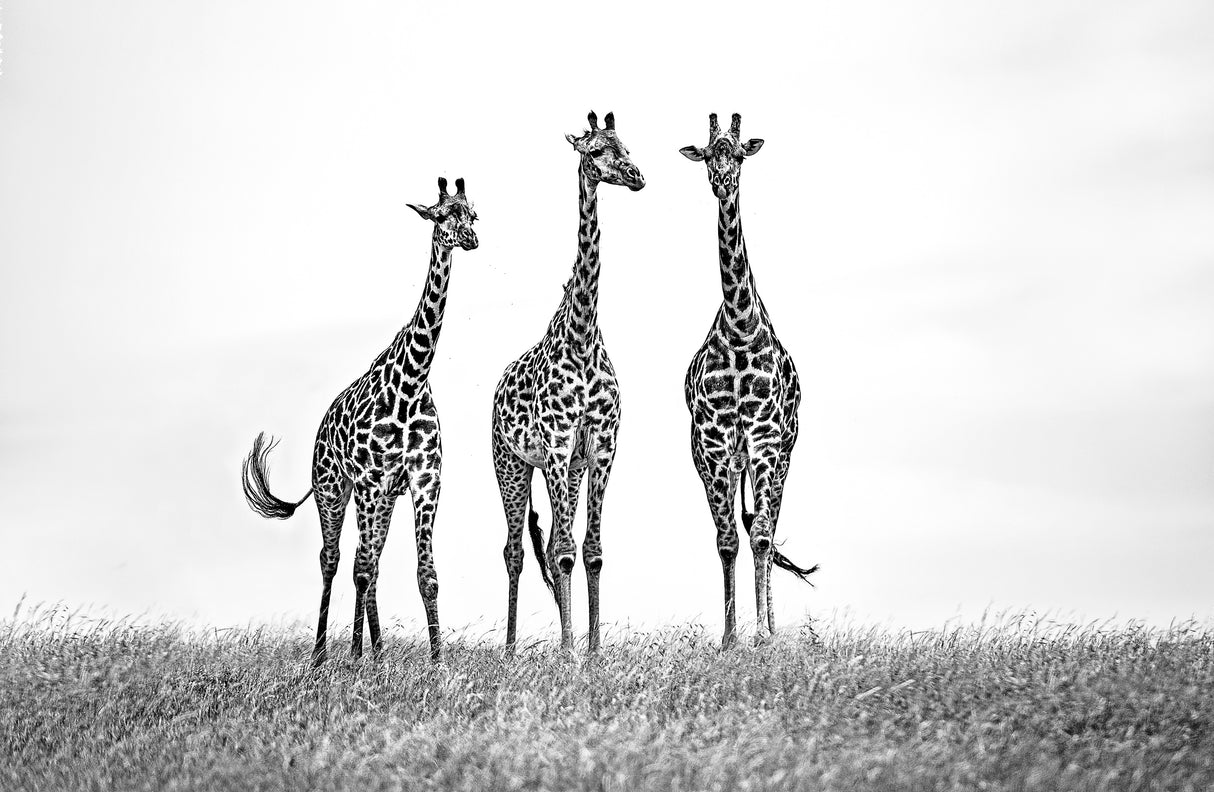 Giraffes in the Mara plains Poster och Canvastavla