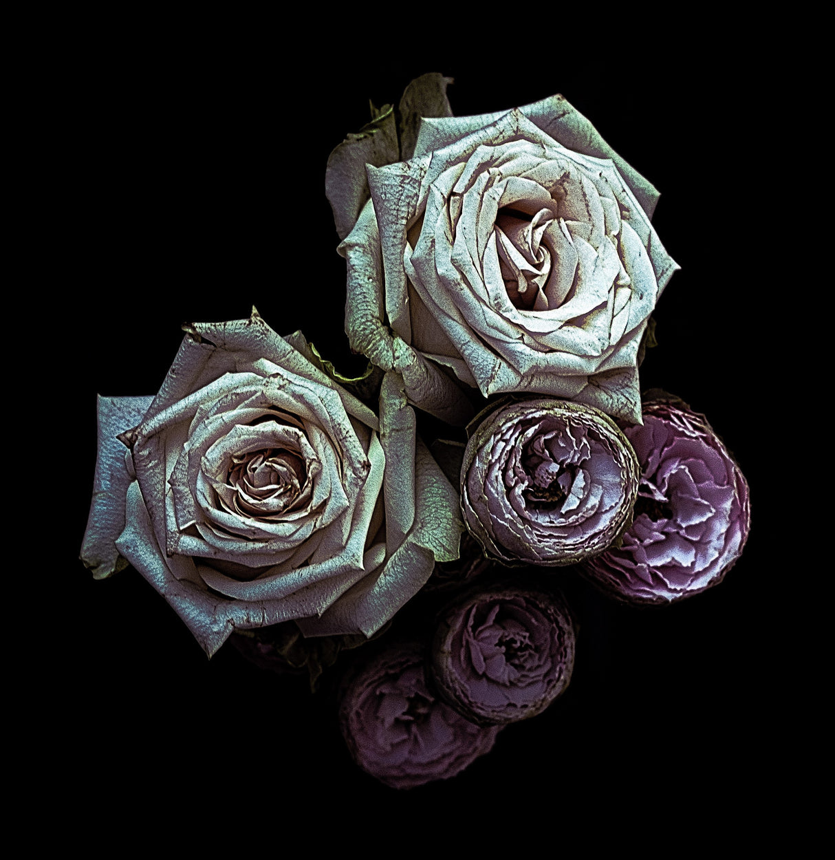 Roses Poster och Canvastavla