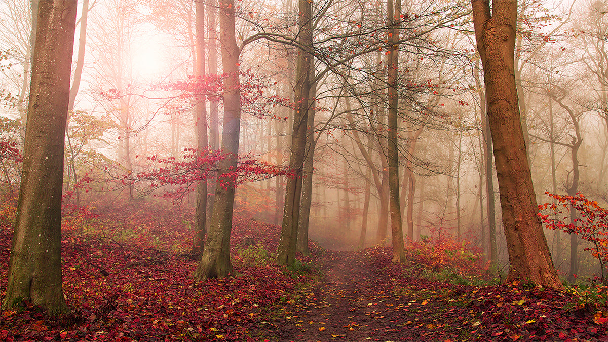 Forest scene. Poster och Canvastavla