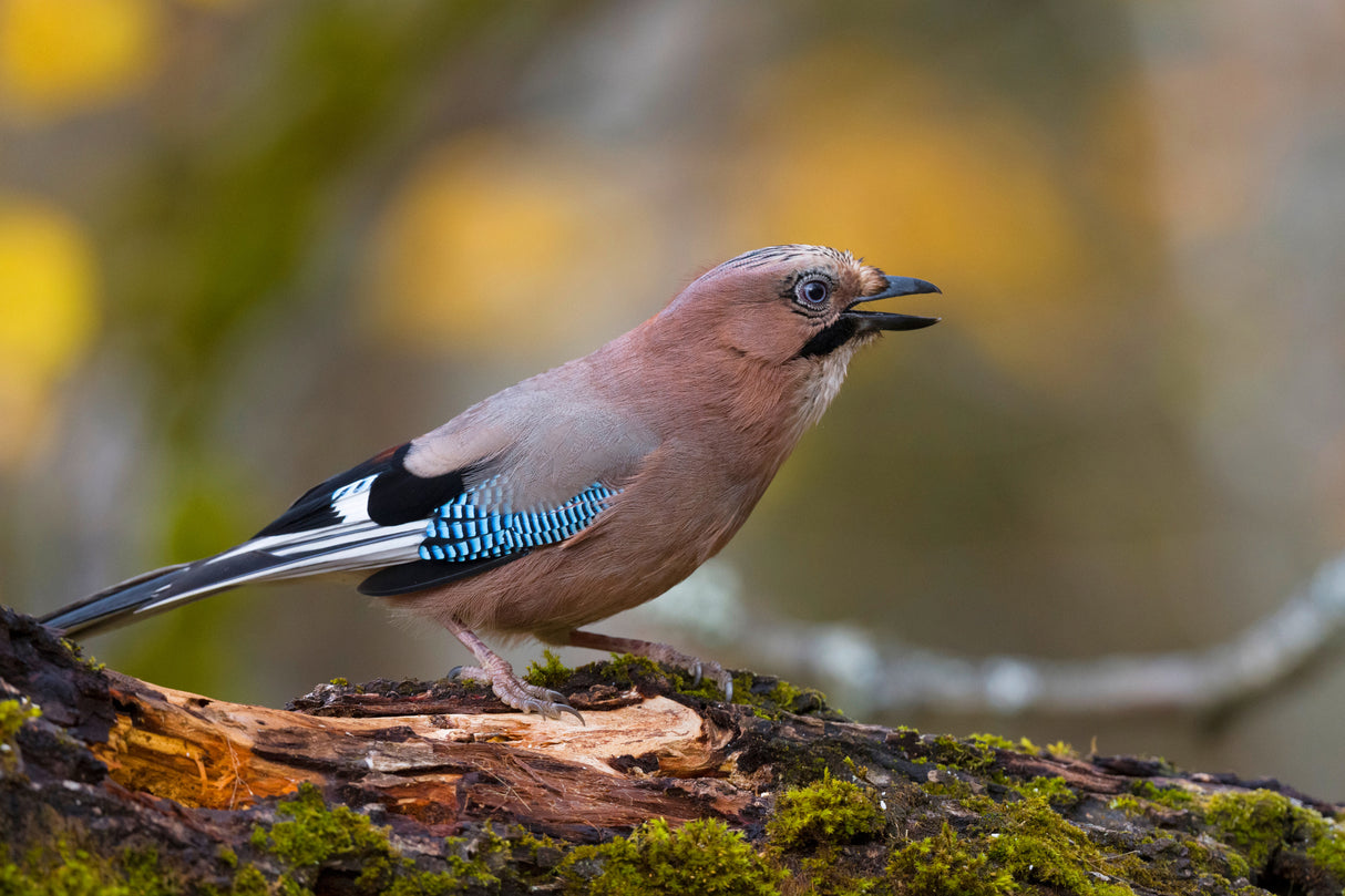 Eurasian jay Poster och Canvastavla