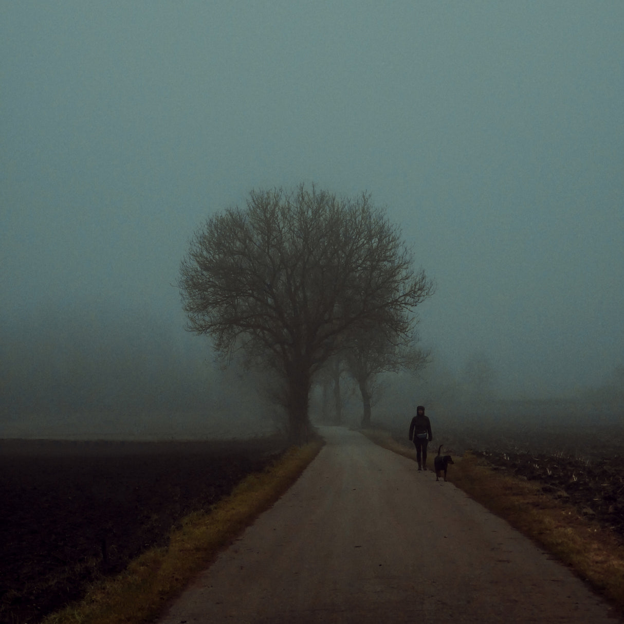 morning walk Poster och Canvastavla