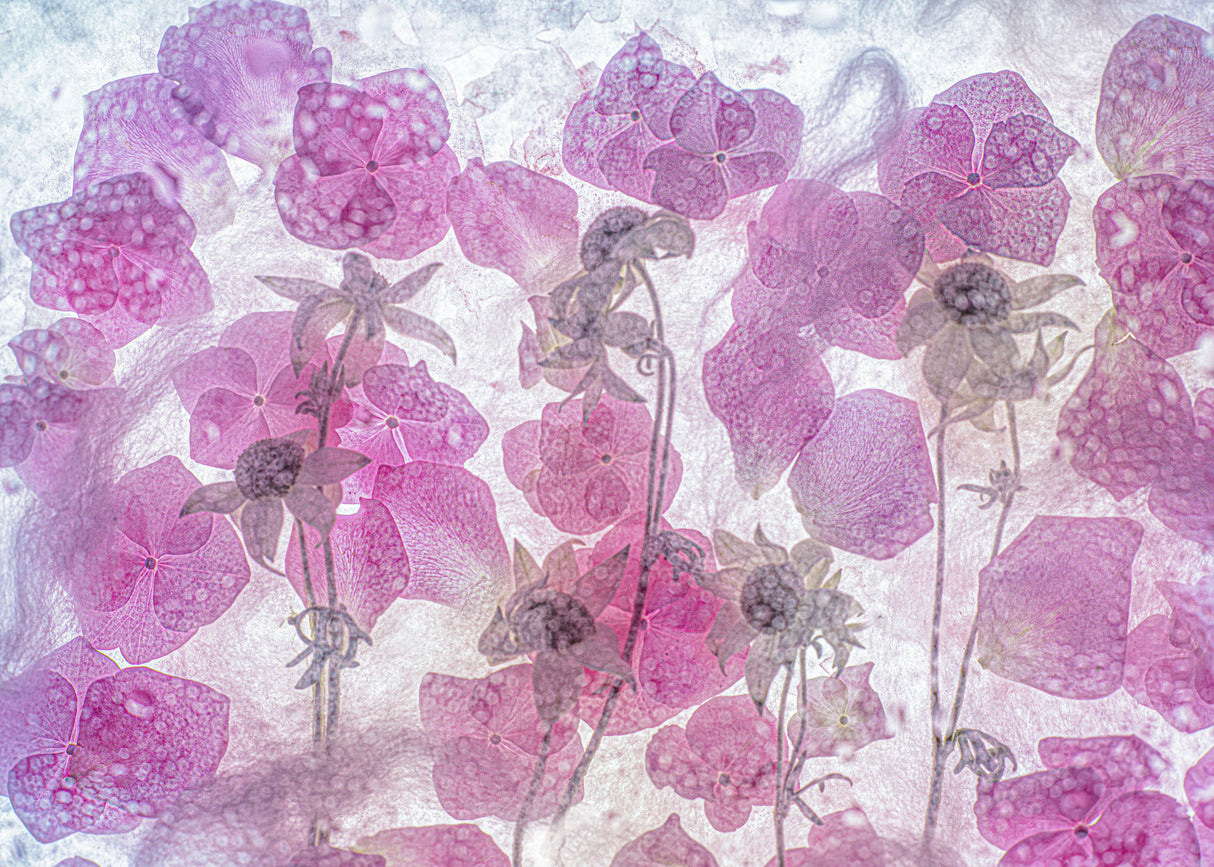 dream of spring Poster och Canvastavla