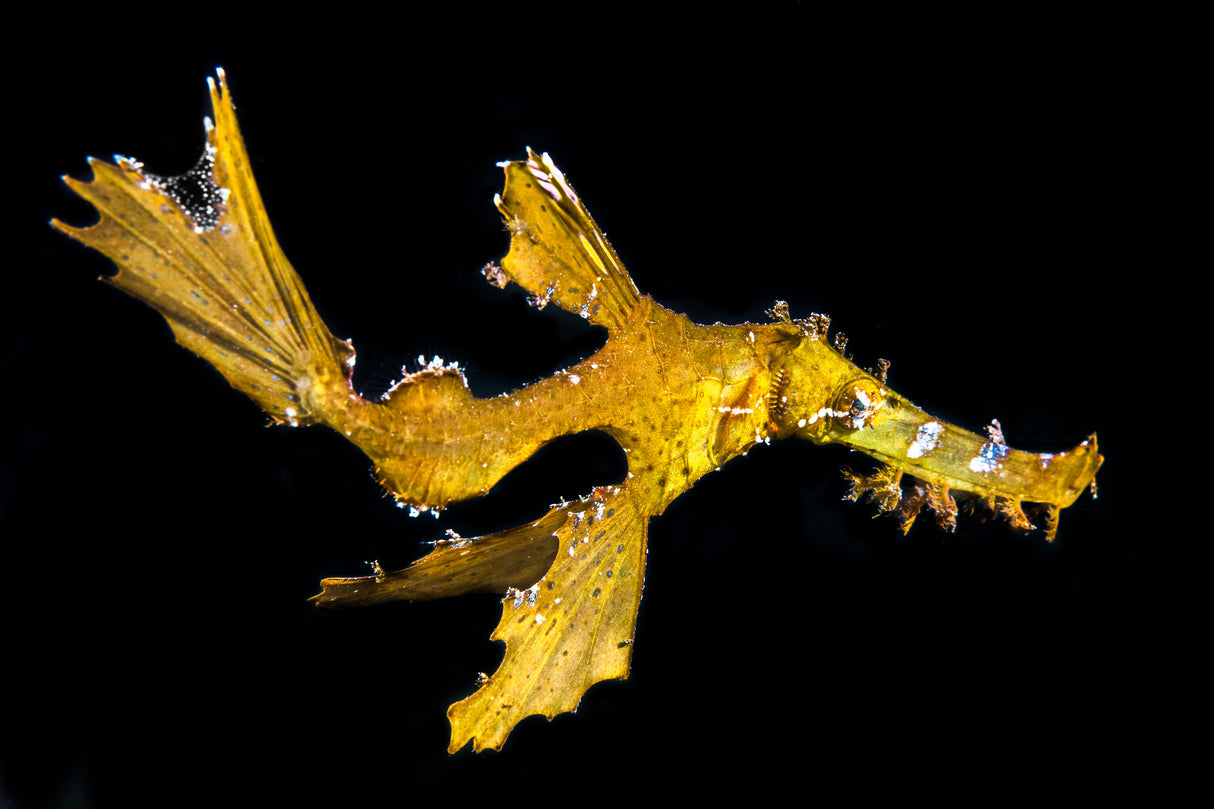 Delicate ghost pipefish Poster och Canvastavla