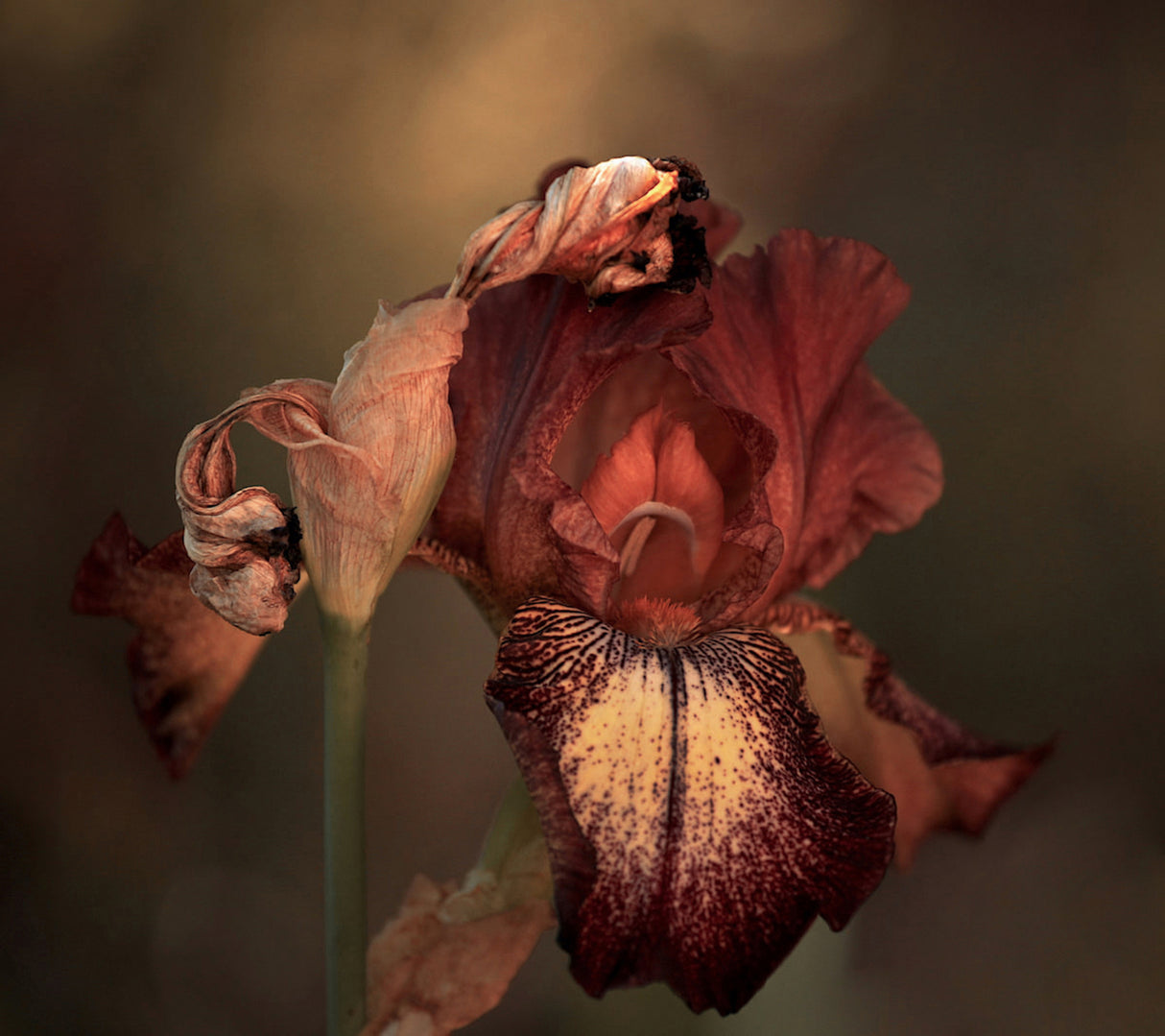 An Iris in Spring Poster och Canvastavla