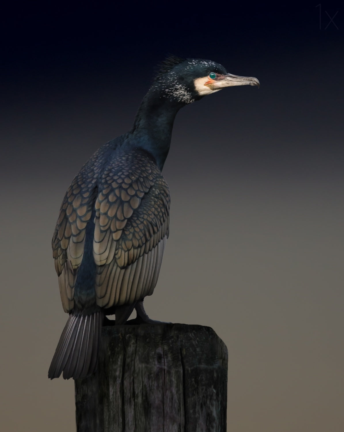 Cormorant palette Poster och Canvastavla