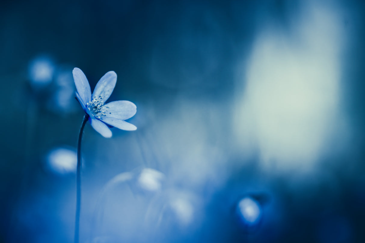Blueish morning Poster och Canvastavla