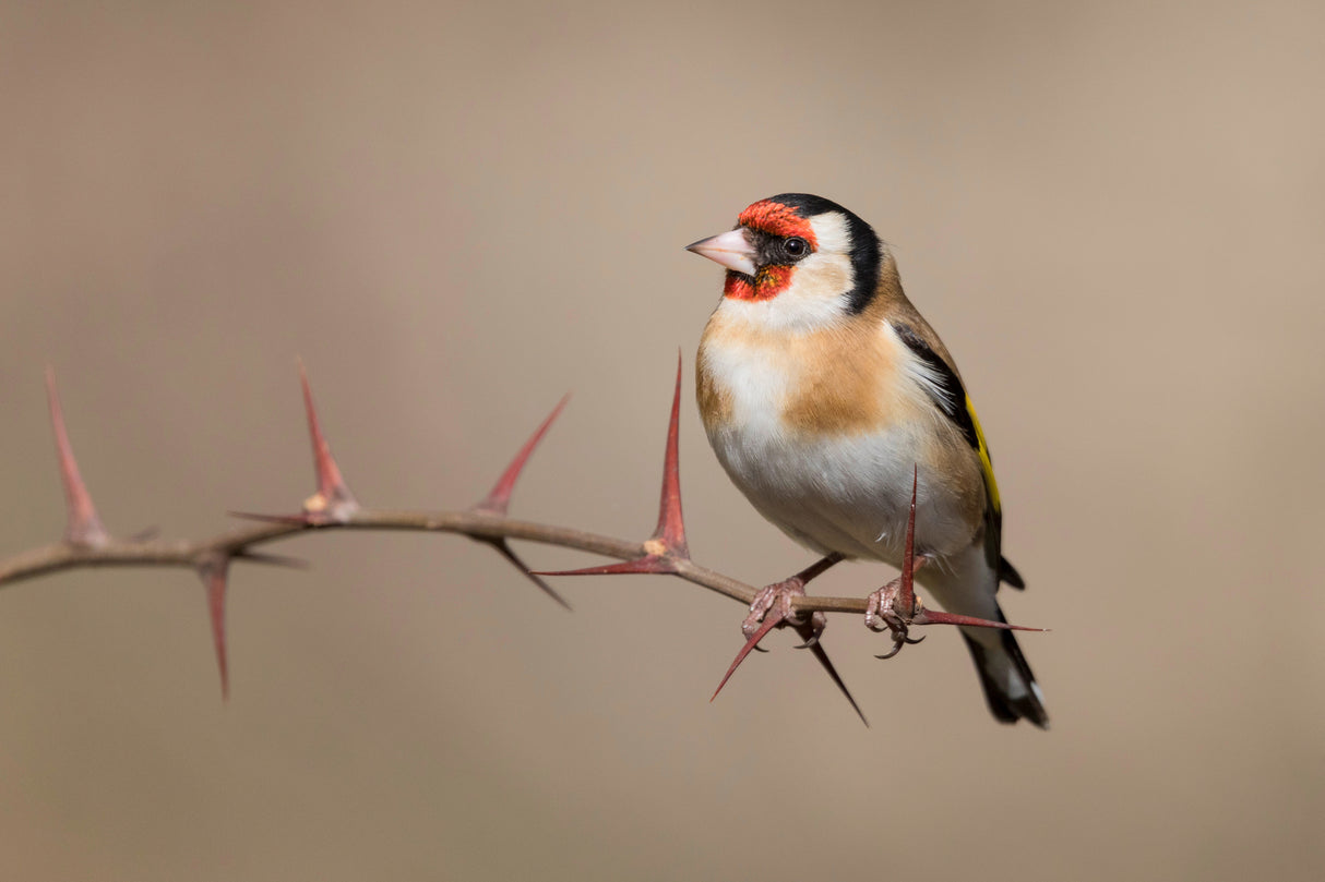 Goldfinch Poster och Canvastavla