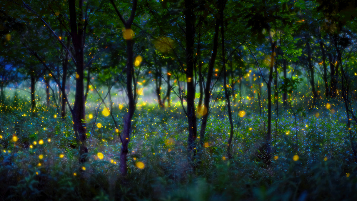 Magic fireflies Poster och Canvastavla