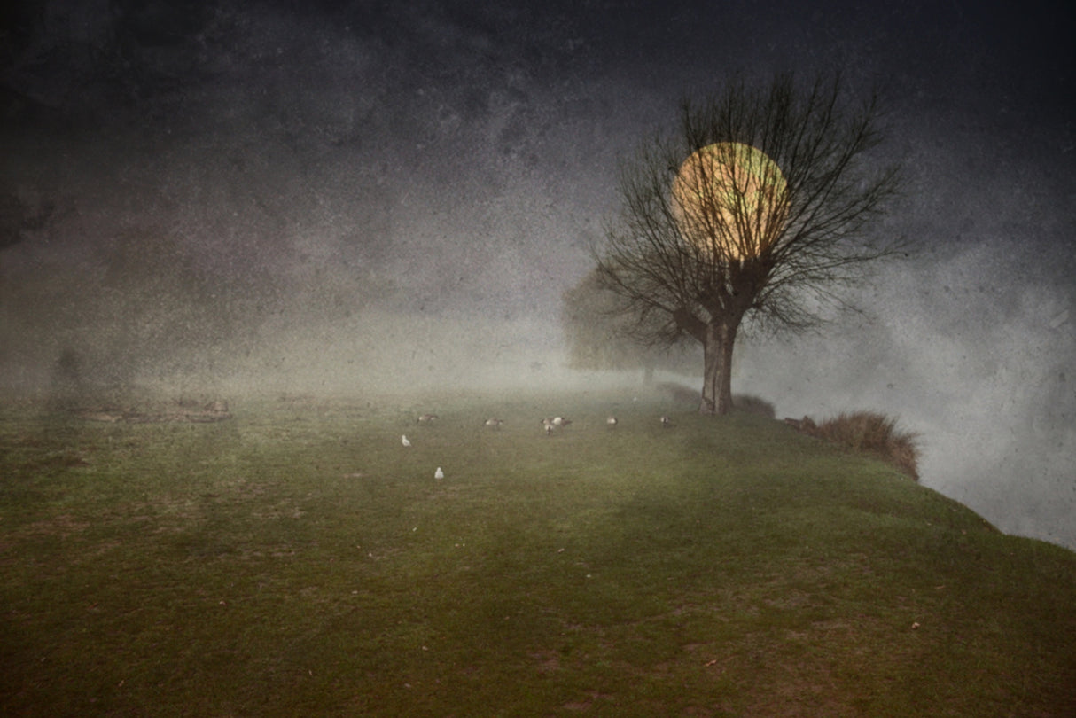 Twilight in the swamp... Poster och Canvastavla