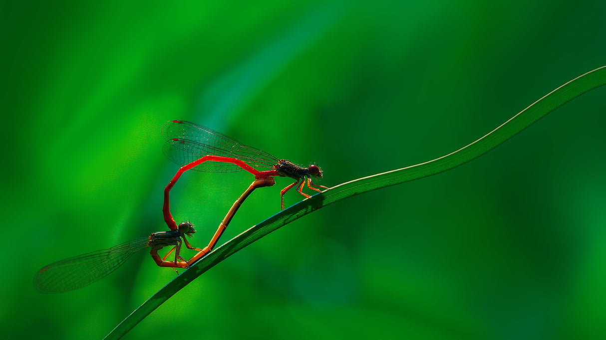 Damselflies mating Poster och Canvastavla