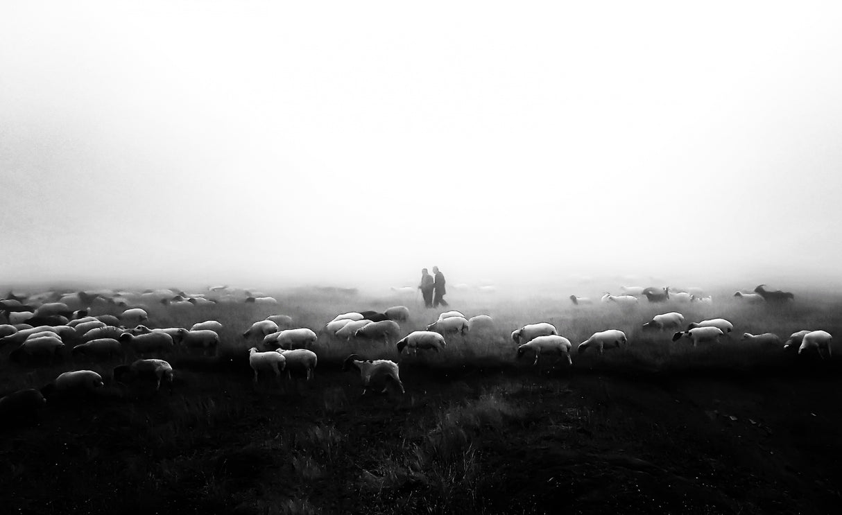 The flock in the fog Poster och Canvastavla