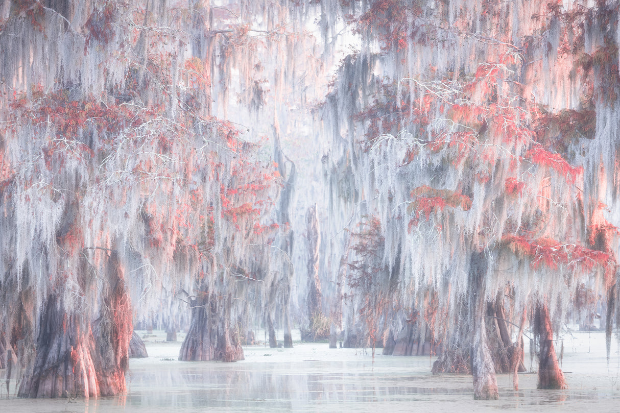 Atchafalaya River Poster och Canvastavla