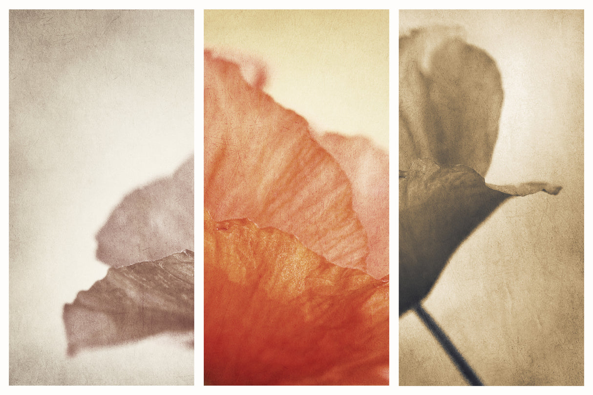 Fading Memories Poster och Canvastavla