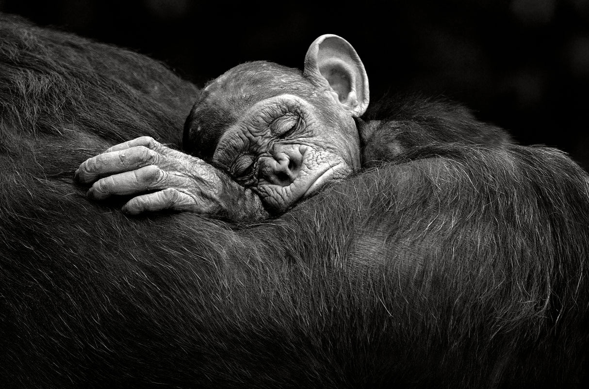 Sleeping infant Poster och Canvastavla