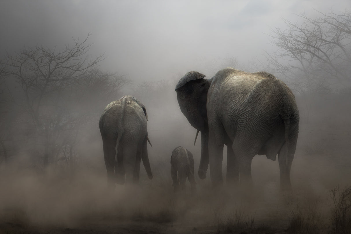 ‘...in the dust...’ Poster och Canvastavla