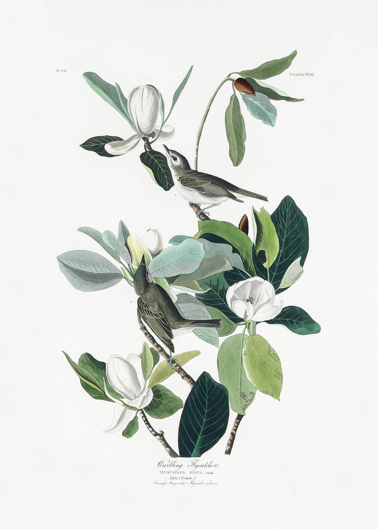 Warbling Flycatcher From Birds of America (1827) Poster och Canvastavla