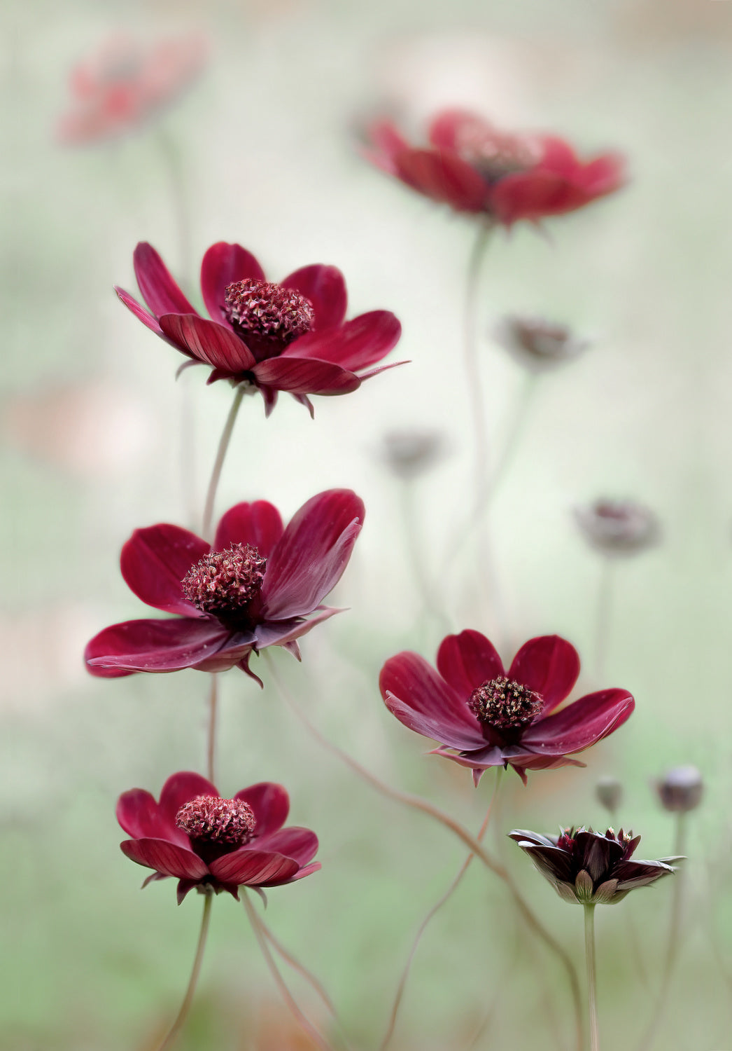 Cosmos sway Poster och Canvastavla