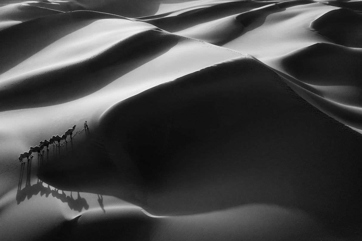 Desert shadow Poster och Canvastavla