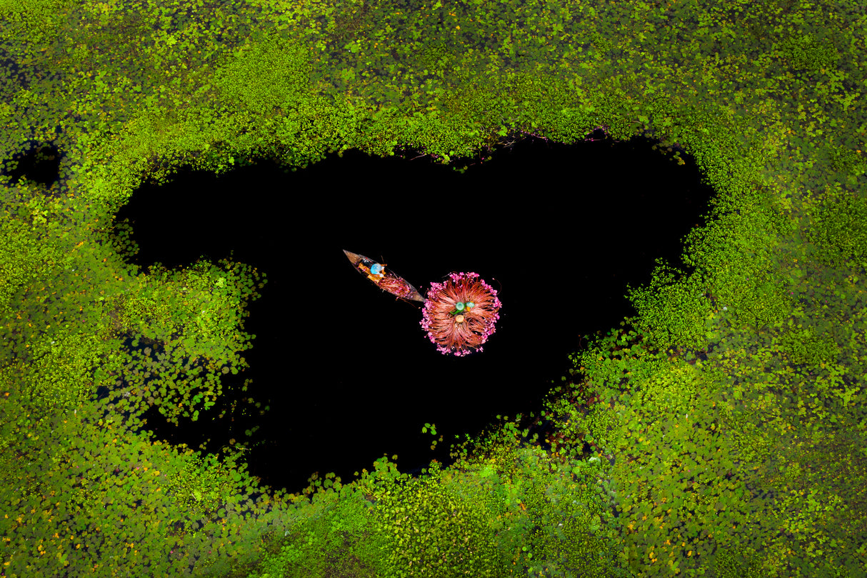 Harvesting Waterlily Poster och Canvastavla
