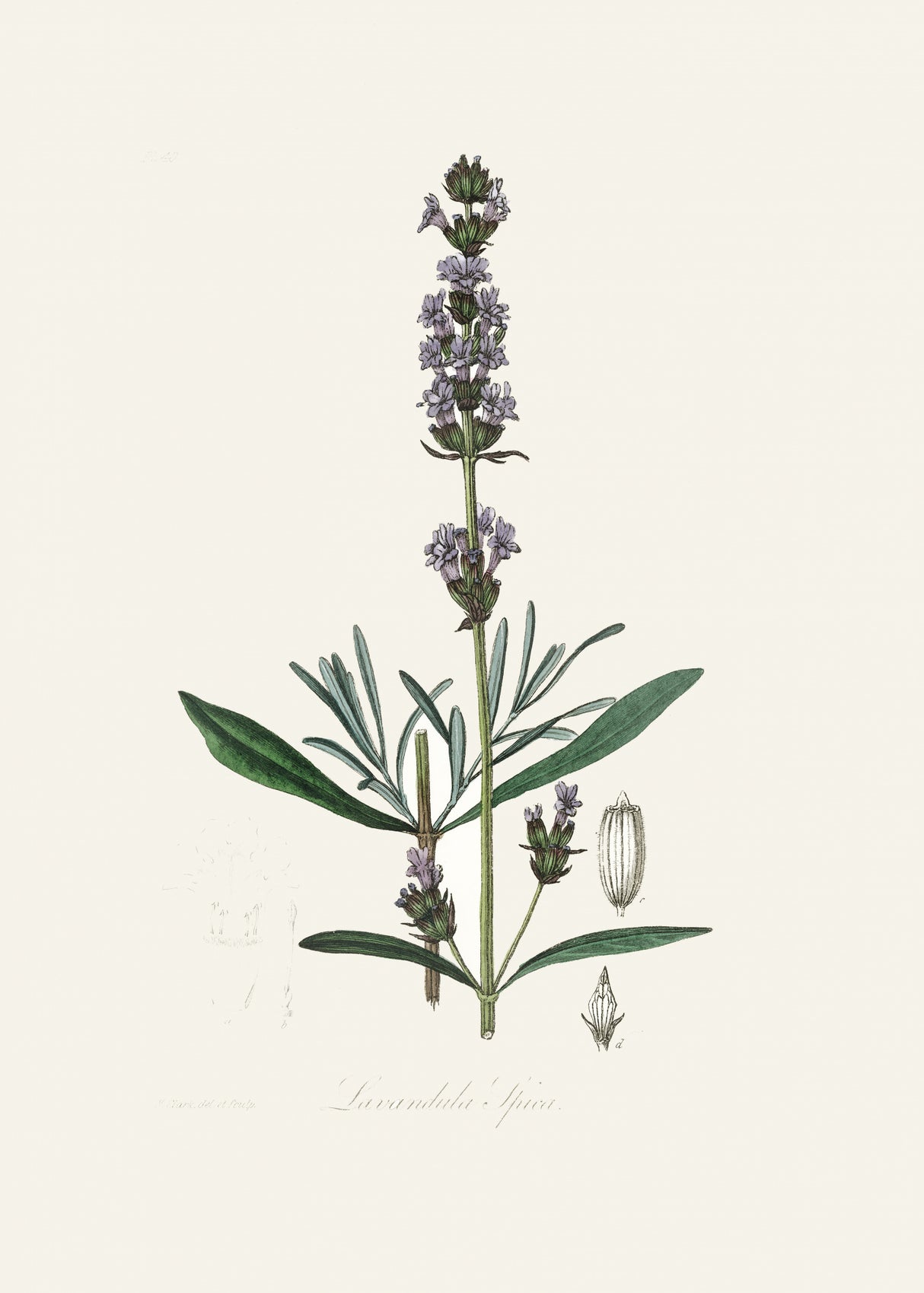 Lavender (lavandula Ipica) Medical Botany Poster och Canvastavla
