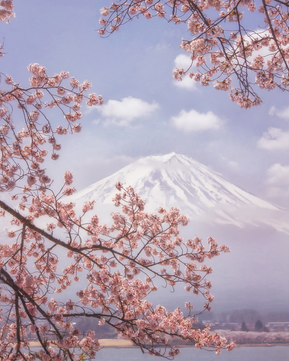 Mt.Fuji in the cherry blossoms Poster och Canvastavla