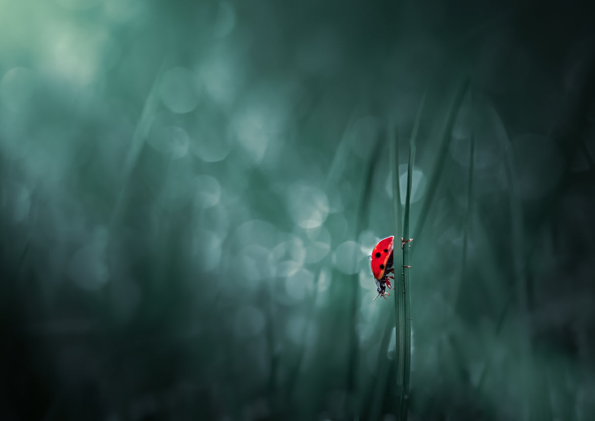 Lonely walk Poster och Canvastavla