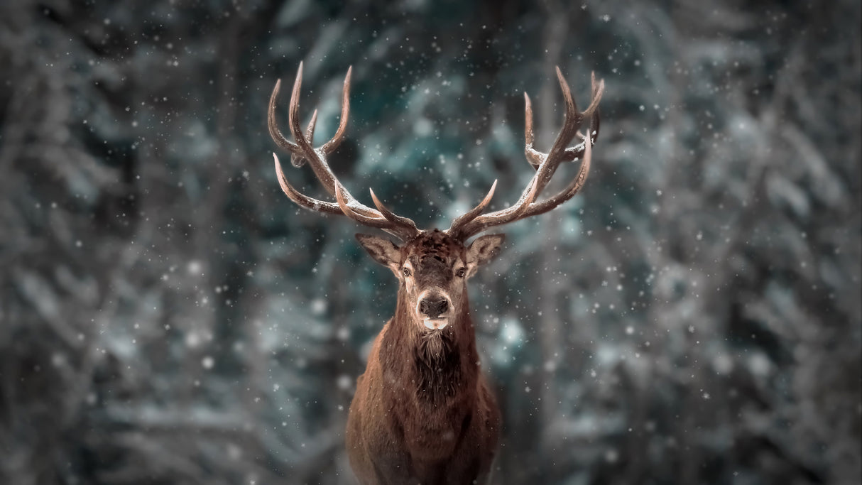 Deer King Poster och Canvastavla