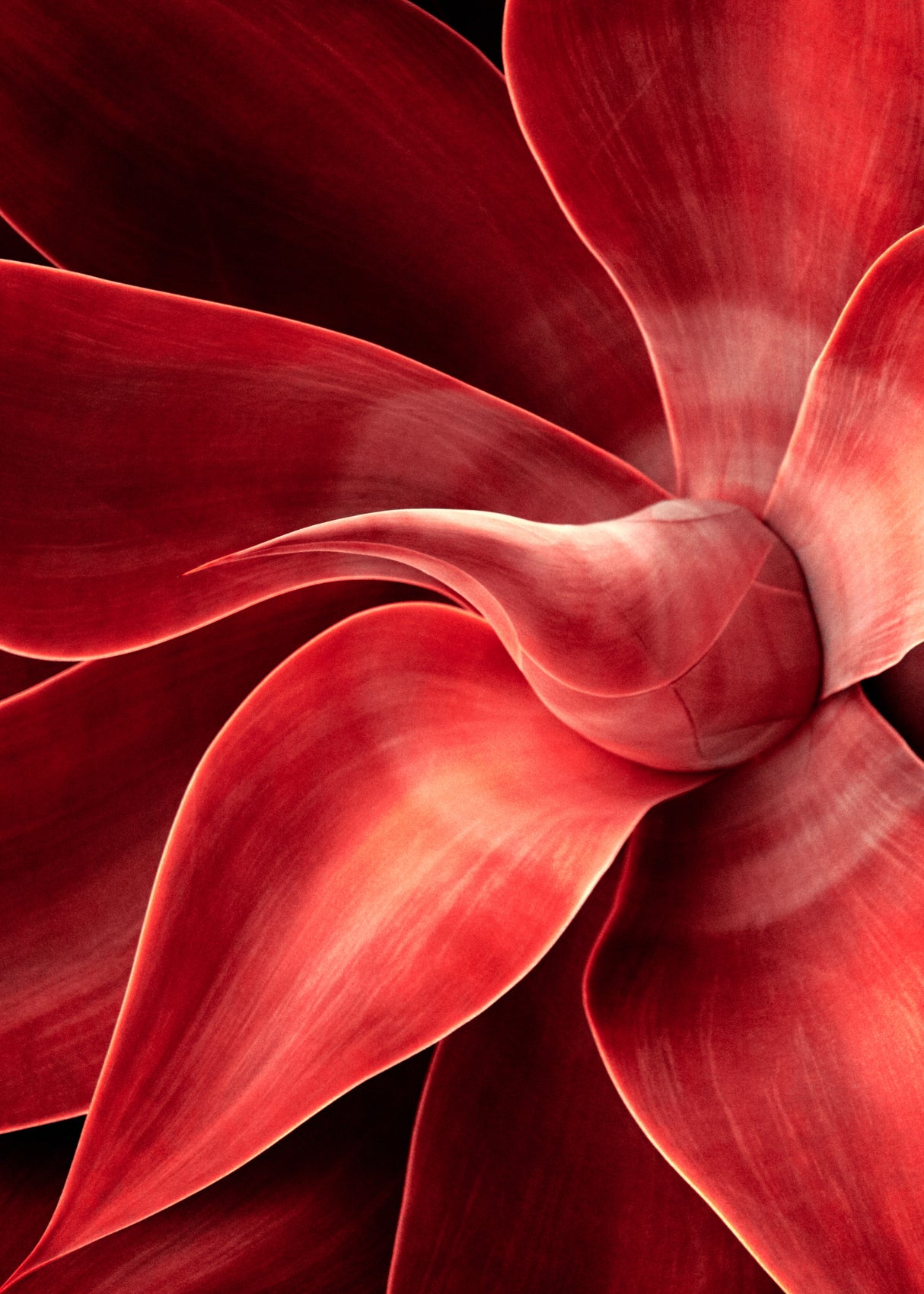 Shades of red Poster och Canvastavla