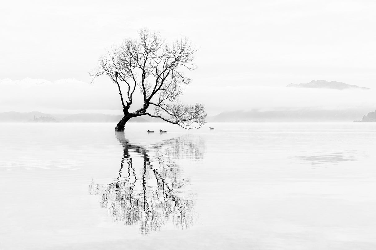 Tree and Ducks Poster och Canvastavla