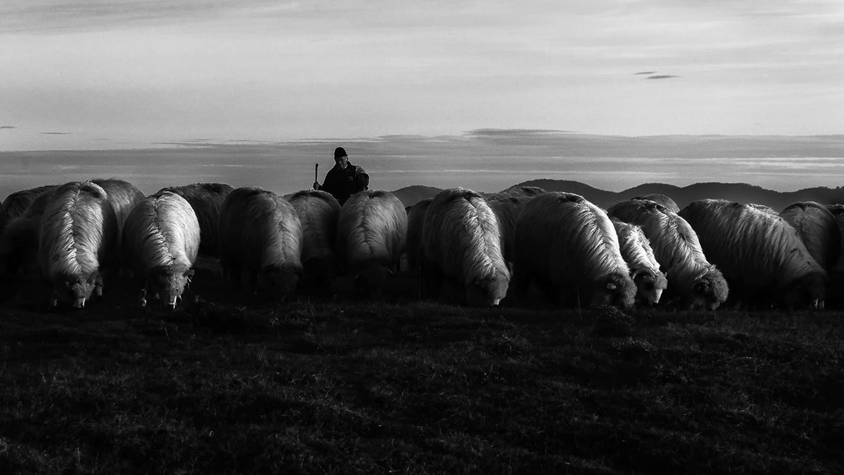 Grazing Poster och Canvastavla