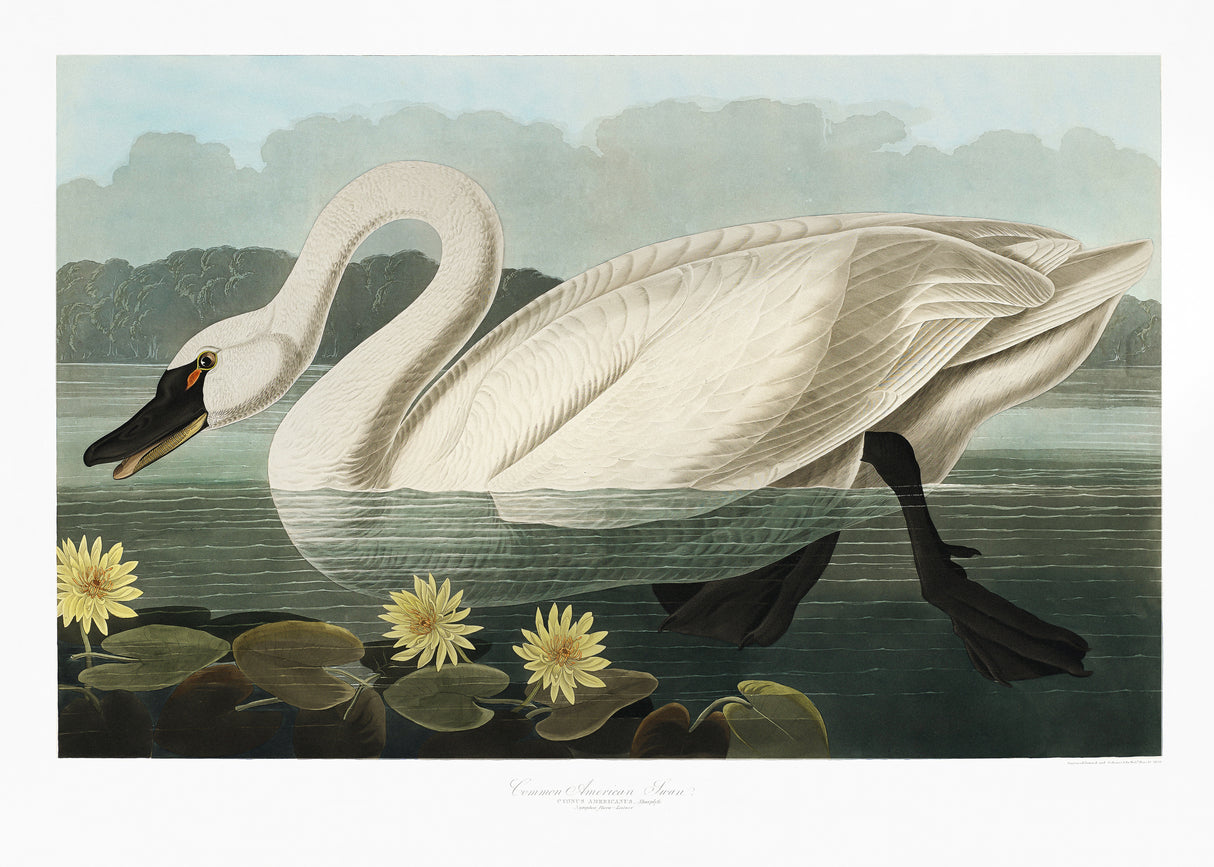 Common American Swan From Birds of America (1827) Poster och Canvastavla