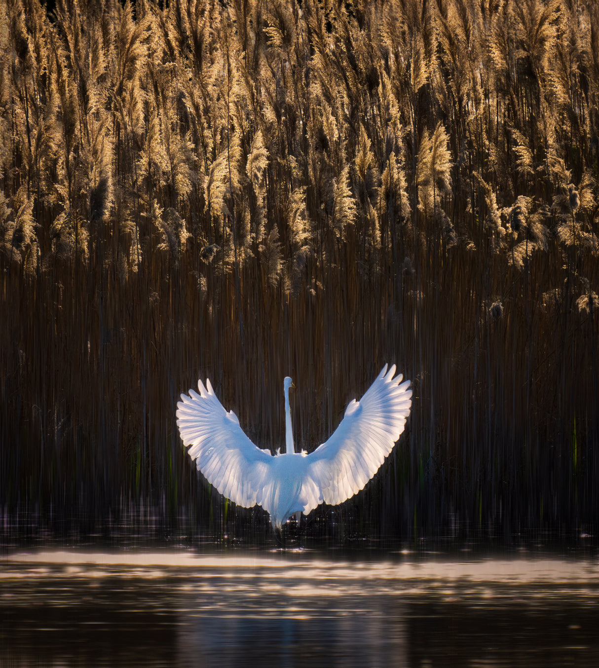 Swan lake Poster och Canvastavla