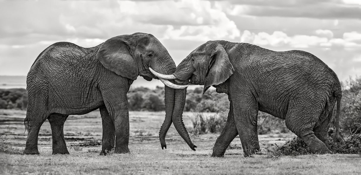 Bull elephants playing Poster och Canvastavla