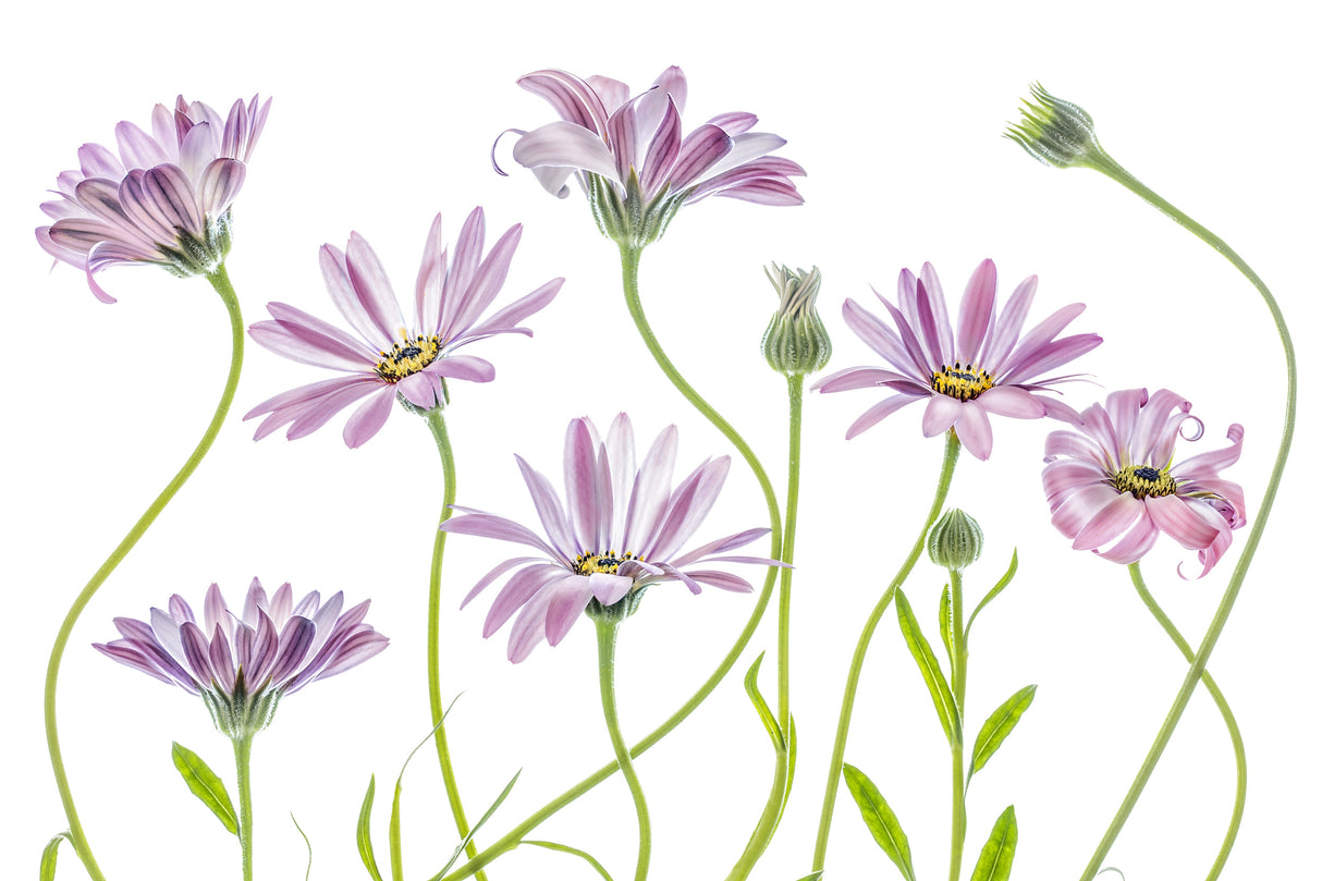 Cape Daisies Poster och Canvastavla