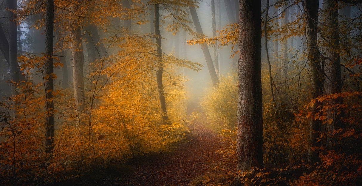 In Autumn Poster och Canvastavla