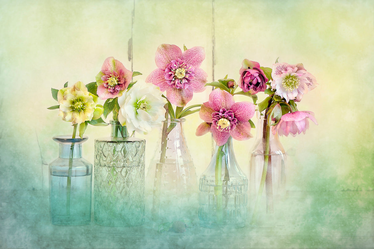 Springtime Poster och Canvastavla