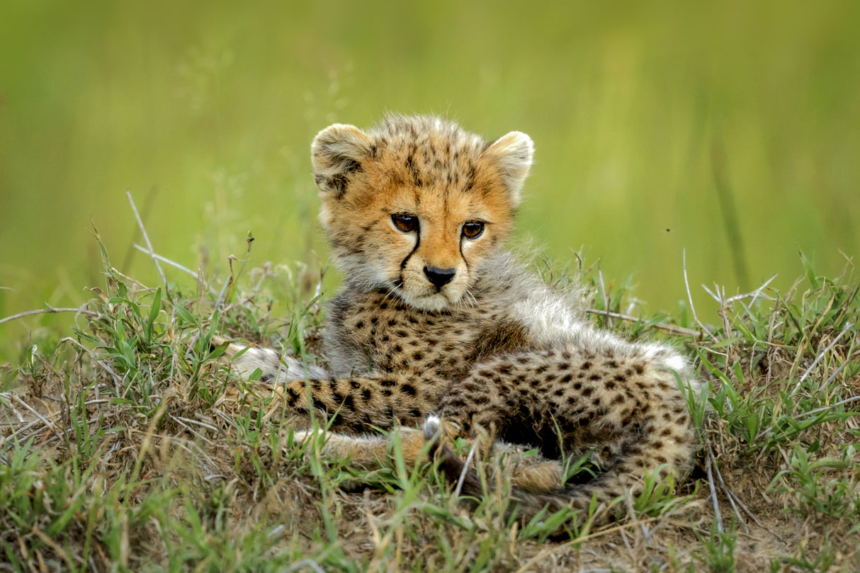 Cute Cheetah Cub... Poster och Canvastavla