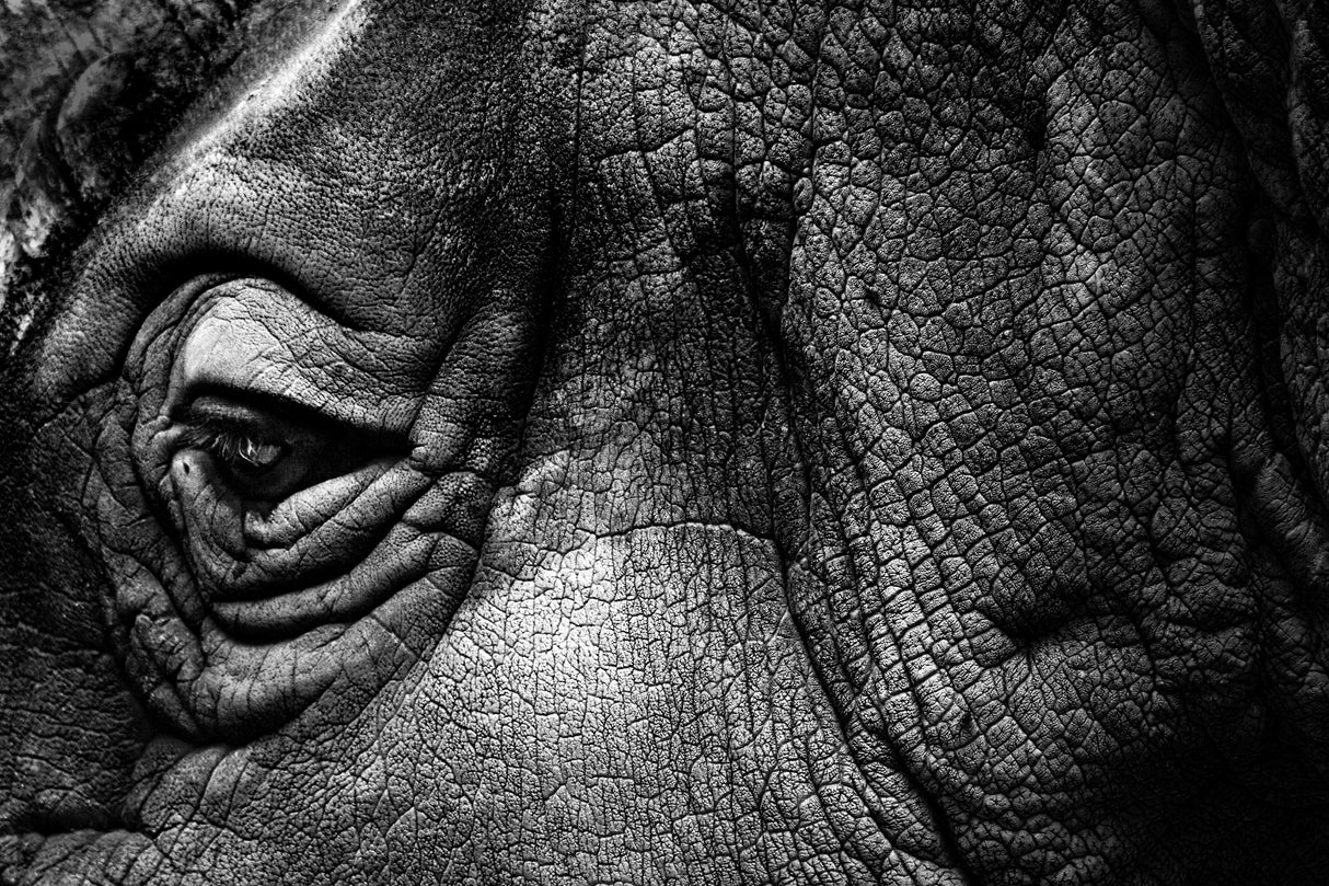 Rhino Poster och Canvastavla