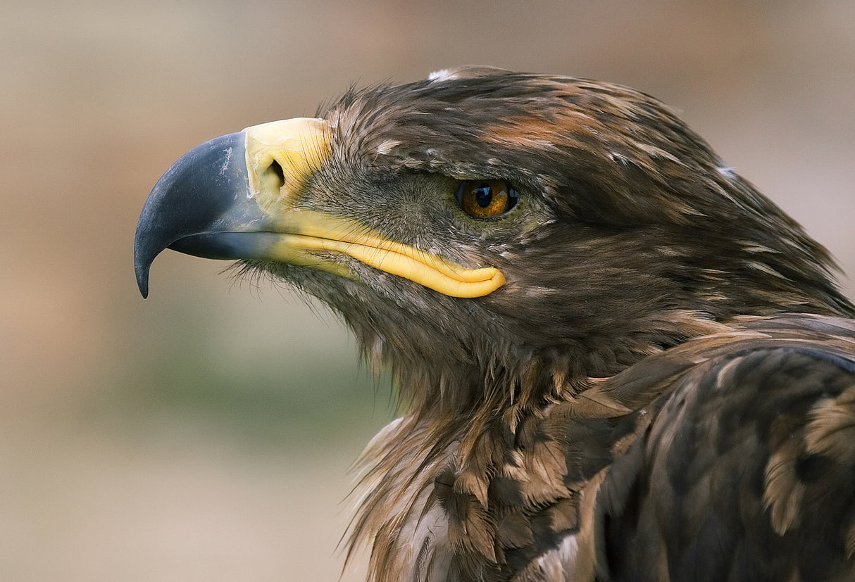 Eagle Poster och Canvastavla