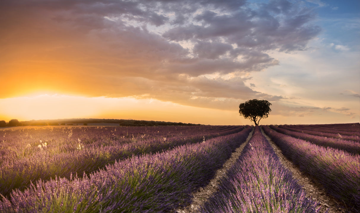 DESTINATION LAVENDER Poster och Canvastavla